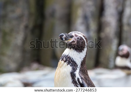 Penguin posing for a portrait
