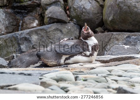 Small penguin lying on rocks and enjoying himself