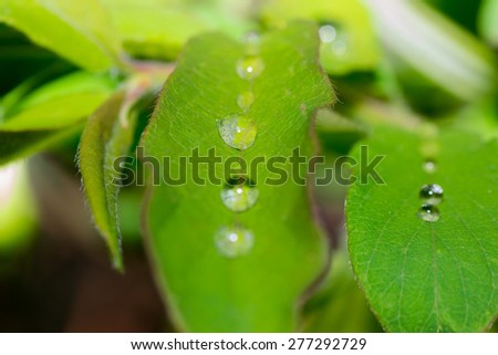 dew nature green grass color leaf blade freshness