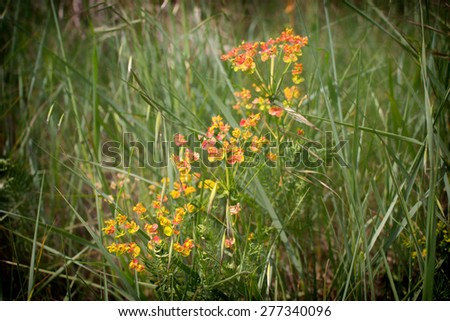 Green weeds and orange flowers background in Italian countryside