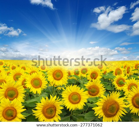 field of sunflowers and sun in the blue sky. 