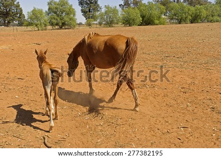 a mare and her foal walking through a rural paddock