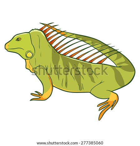 Illustration of iguana