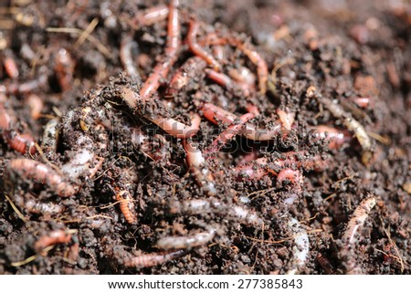Red Worms (Dendrobena Veneta)