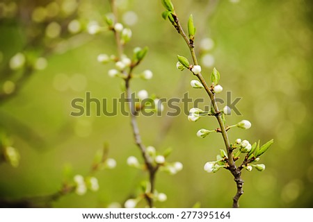 Blossoming of cherry flowers bud in spring time with green leaves, macro