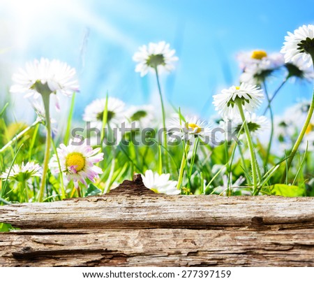 Daisies, flower meadow behind wooden board