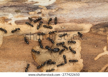 Ant colony disperses after discovery under bark of pine tree firewood.  Likely carpenter ants Camponotus  pennsylvanicus. Royalty-Free Stock Photo #277422650