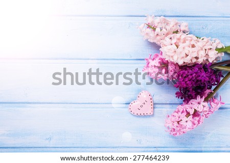 Background with fresh pink, violet  hyacinths  and pink decorative heart in ray of light on blue  painted wooden planks. Selective focus. Place for text.