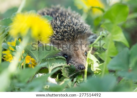 Curious hedgehog in the grass