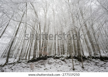 Snow covered forest in winter with wide angle distortion.
