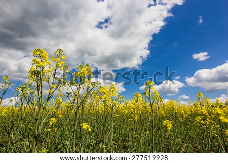 cloudy blue sky and yellow flowers in green grass in summer field