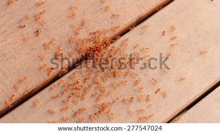 Herd of red ants swarm devoured the prey.