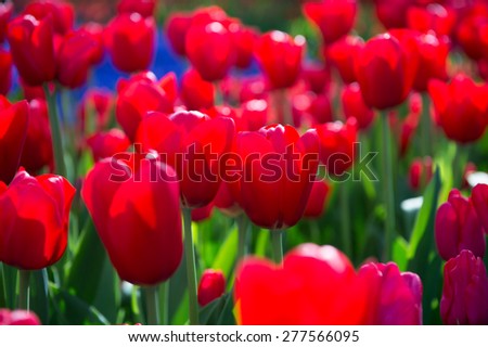 Red tulips in the Keukenhof park in Netherlands