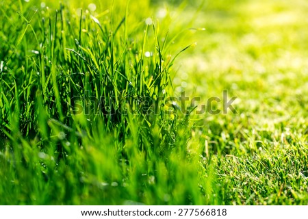 Nature and mown lawn green grass