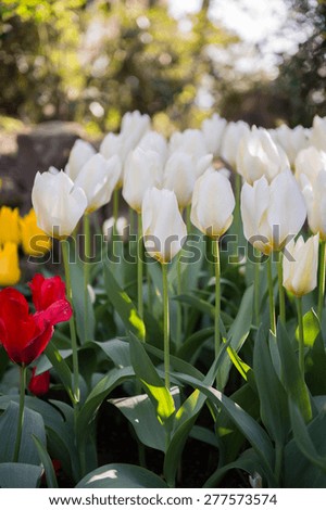 Tulips in the Keukenhof park in Netherlands