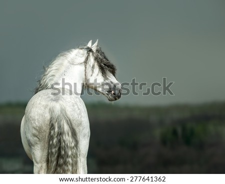 andalusian white horse portrait on stormy background