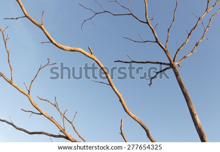 blue sky and branch of dead tree. end of life concept