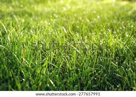 Fresh Spring Green grass with dew Drops