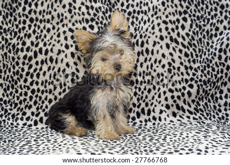 An adorable little four month old Yorkshire Terrier Puppy sitting on a leopard print background with copy space