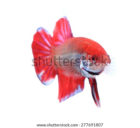 siamese fighting fish , betta isolated on white background
