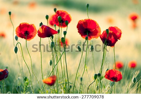 Poppy flowers, spring