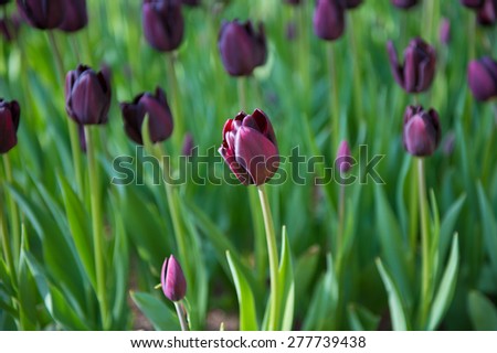 Black tulips in the Keukenhof park in Netherlands