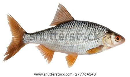 Roach, river fish isolated on white background