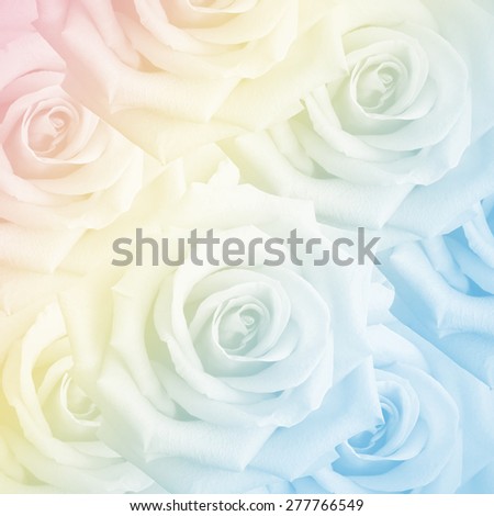 Rose flower for background, Made with color filters and soft focus