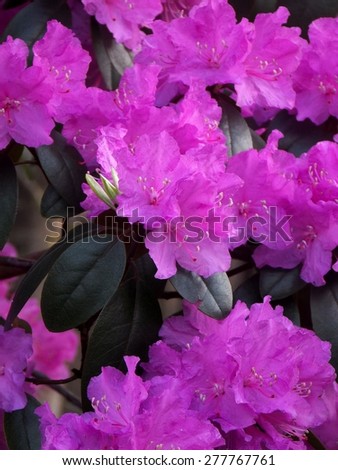 Royalty Free Photograph - Brilliantly Purple Colored Blooms of Flowering Azalea Bush are a Beautiful Sign of Springtime's Arrival
