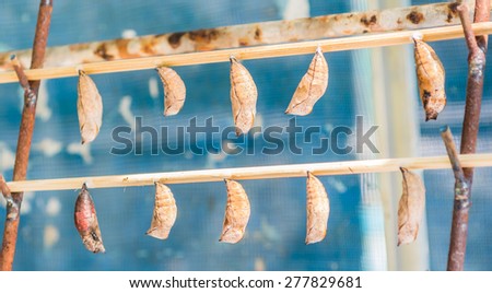 image of  Butterfly Pupa hang on wooden stick .