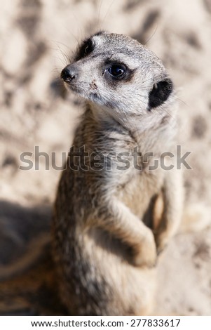 Portrait of a  meerkat