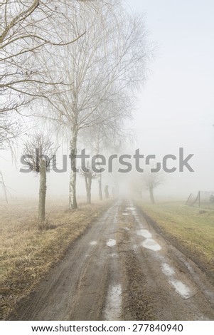 Alley running between the trees in fog
