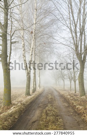 Road running between the trees in fog