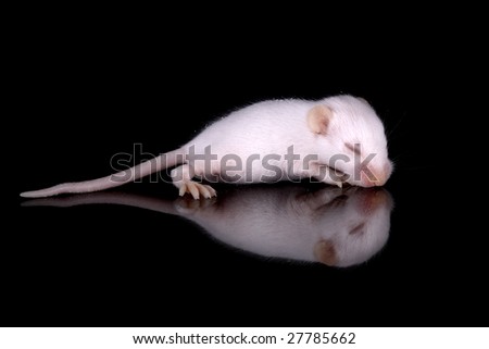 a pic of a cute little mouse