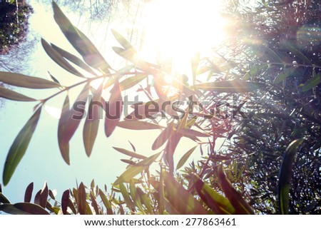 Sun in nature
