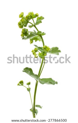 Lady's mantle (Frauenmantel - Alchemilla xanthochlora) in front of white background Royalty-Free Stock Photo #277866500