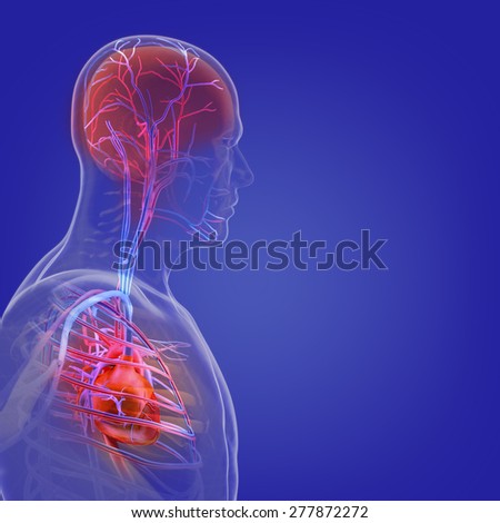 The human body (organs) by X-rays on blue background. High resolution. 