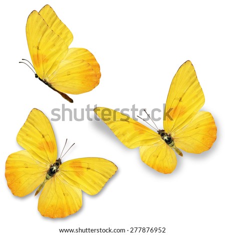 Three yellow butterfly, isolated on white background