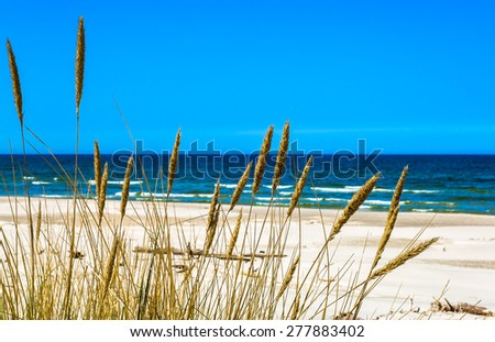 Sea and sandy beach view through grass from dunes, empty beach and blue sky, nature backgrounds, Leba, Baltic Sea, Poland  