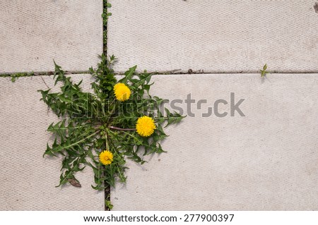 dandelion weed growing in the cracks between patio stones
