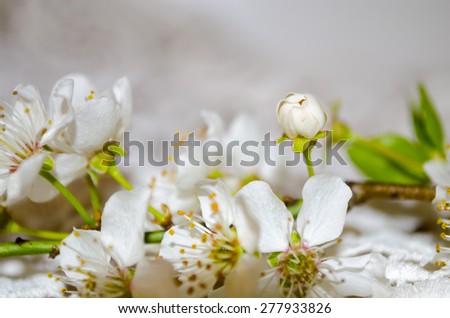 white spring cherry tree flower on lace background