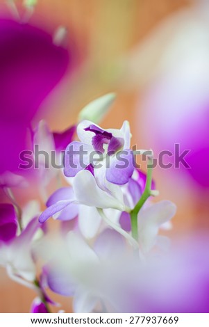 Purple orchids isolated