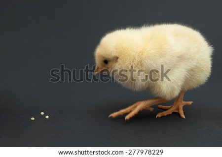 Yellow chick goes to millet. Isolated on black background.