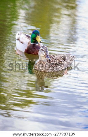 Male and female mallard couple hang out in the lake.