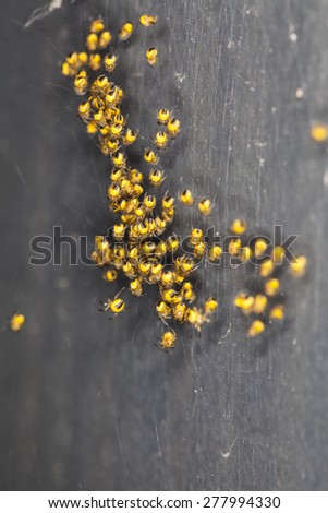 big flock of small yellow spiders