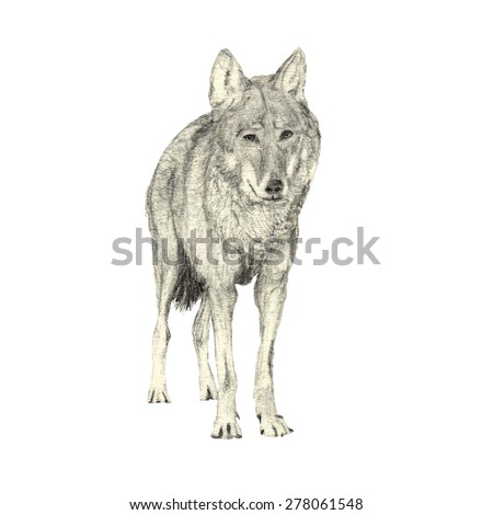 Realistic pencil drawing of a Gray Wolf (Canis Lupus). Front view, isolated on white background. 