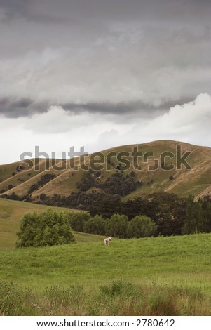 A lone sheep moons the viewer. Rural scene Hawke's Bay, New Zealand.