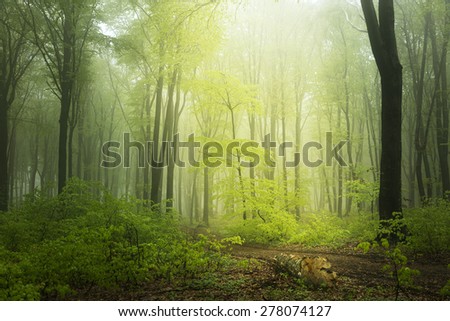 Fairytale light inside the forest