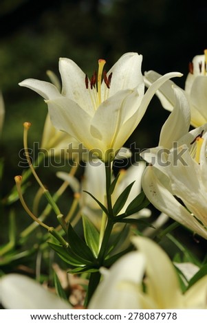 Luxury flowers of light yellow lilies on a flowerbed in Park Gor'kogo, Moscow, Russia Royalty-Free Stock Photo #278087978