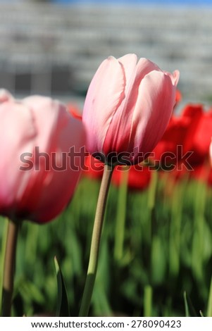 pink and red tulips outdoor at the park, Moscow, Russia